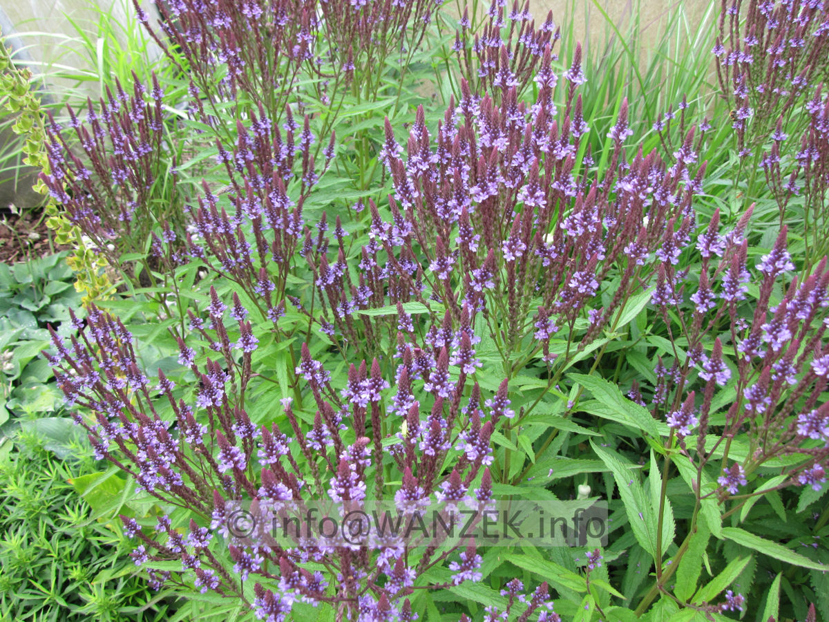 Verbena hastata 03 Bluete.JPG